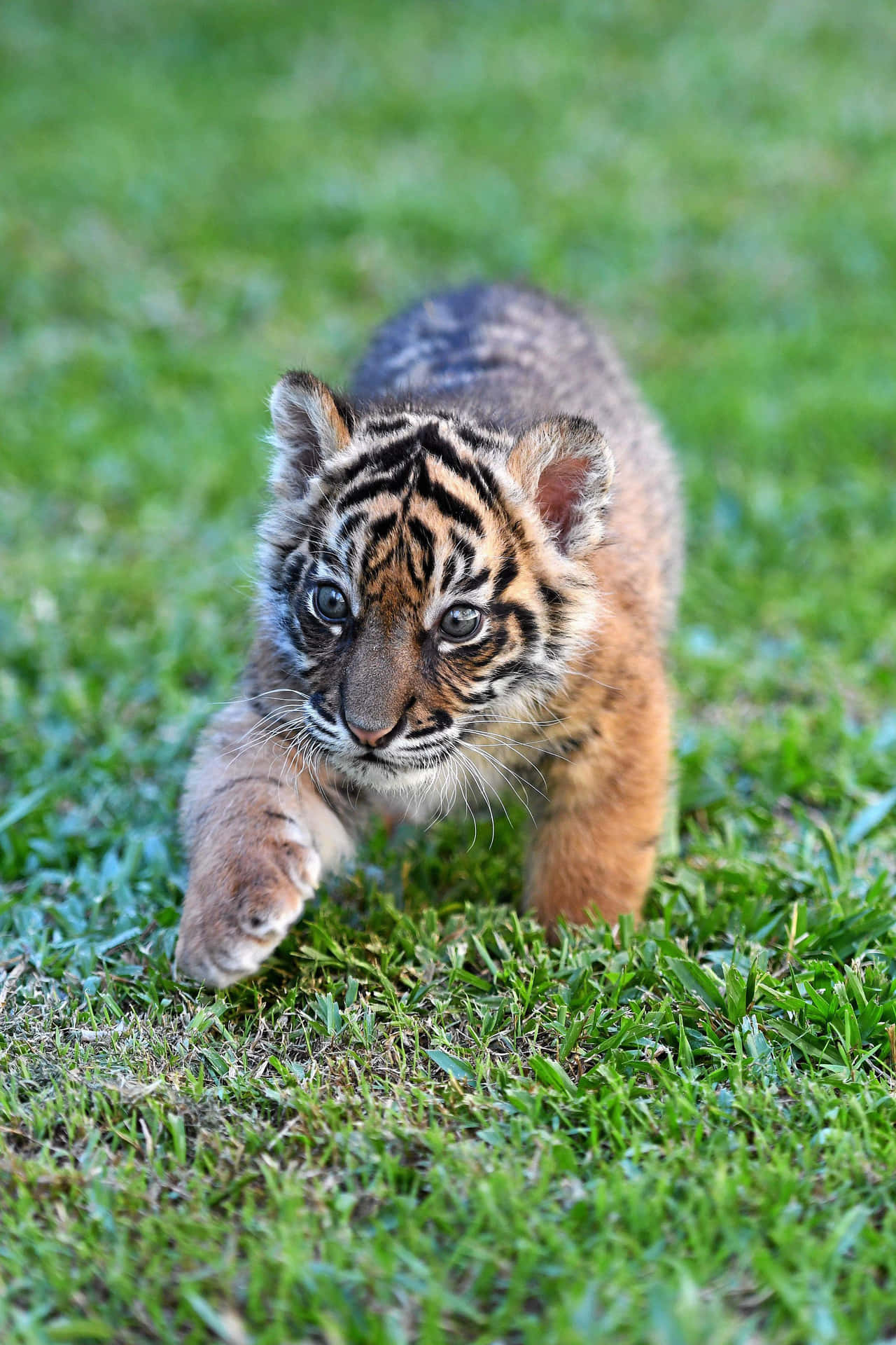 Cute Baby Tiger Looking Up
