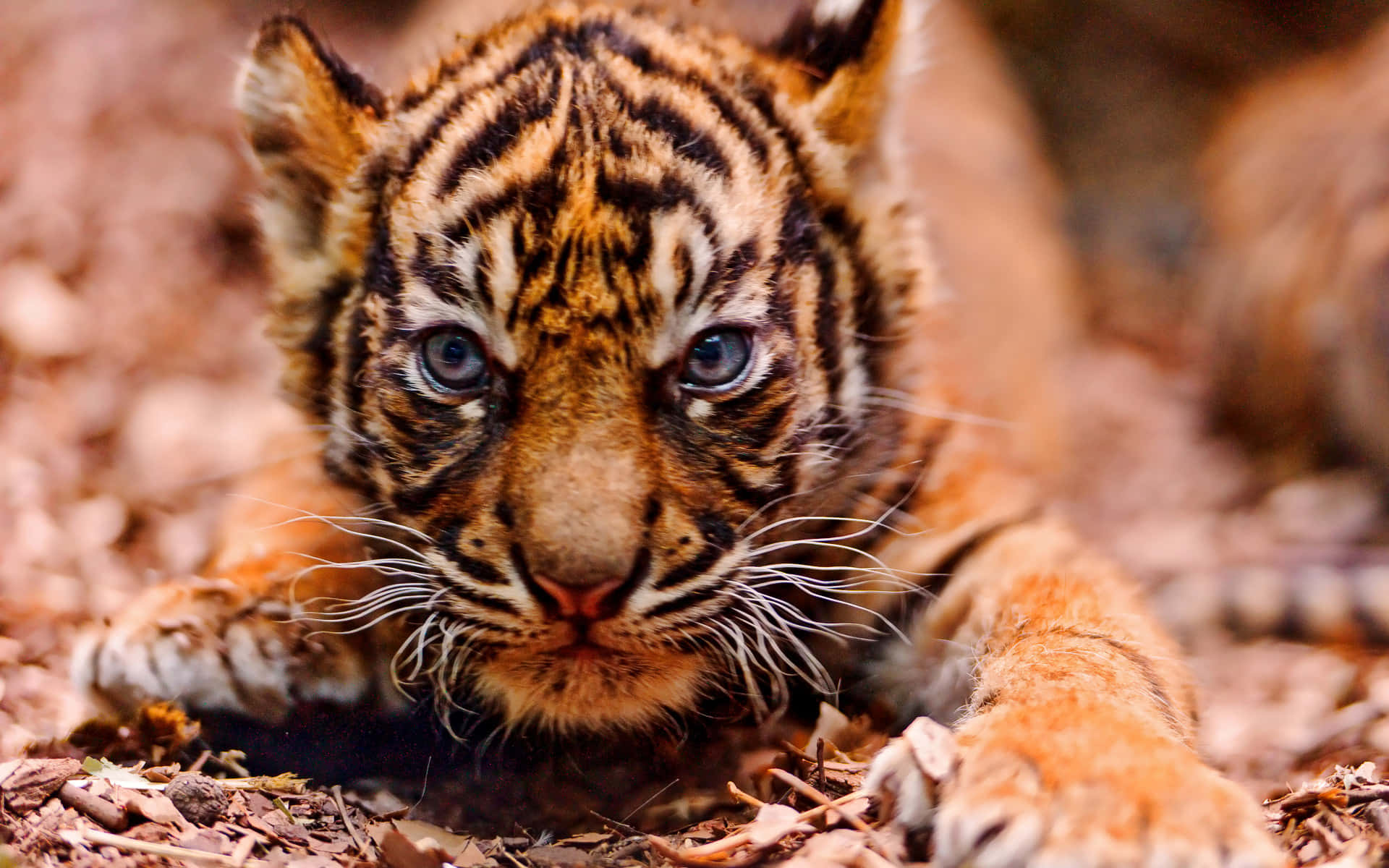 Look at Those Amazing Baby Tiger Eyes