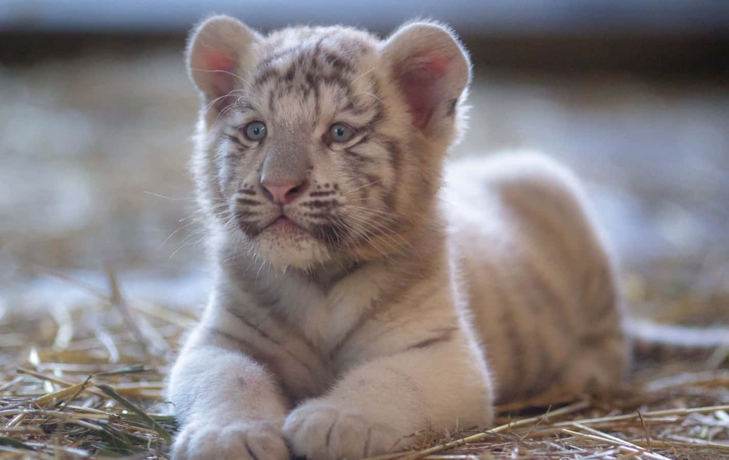 A small, cute baby tiger walking in the wild