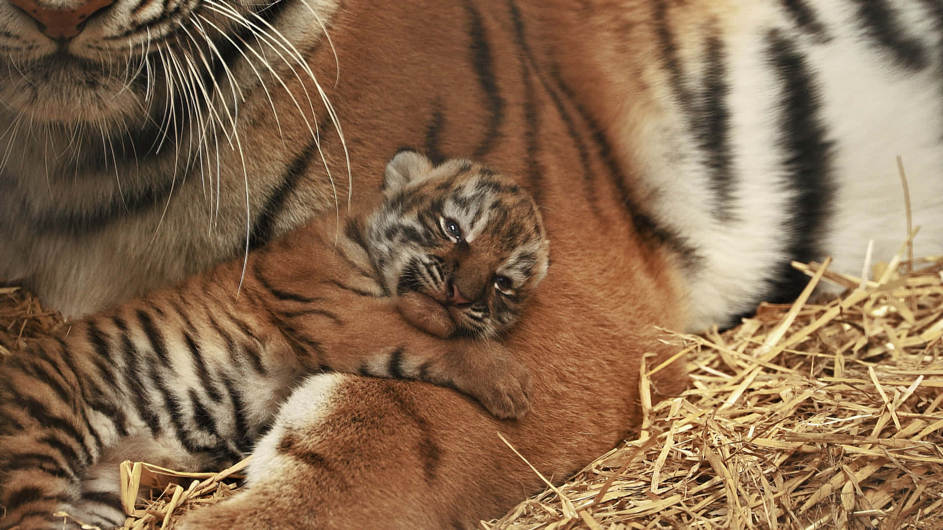 Enbedårande Tigerunge Utforskar Sin Ständigt Växande Omgivning.