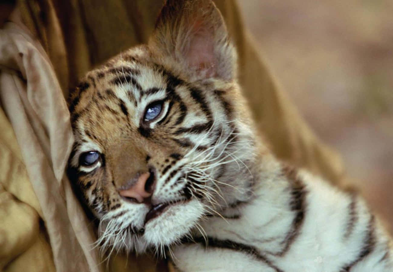 Cute Baby Tiger Snoozing Peacefully