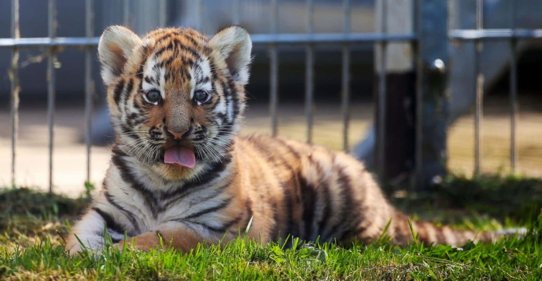 A Tiger Cub Is Laying In The Grass
