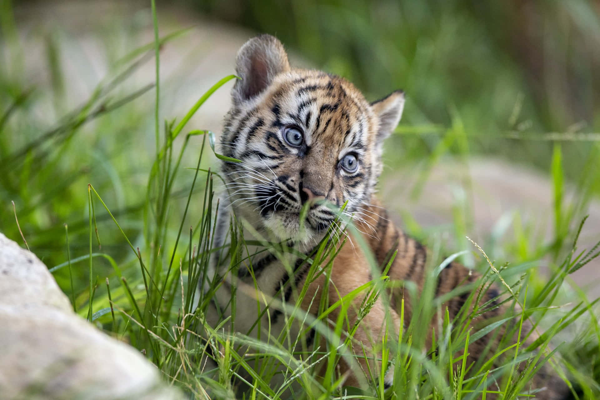 A baby tiger peers out from the grass