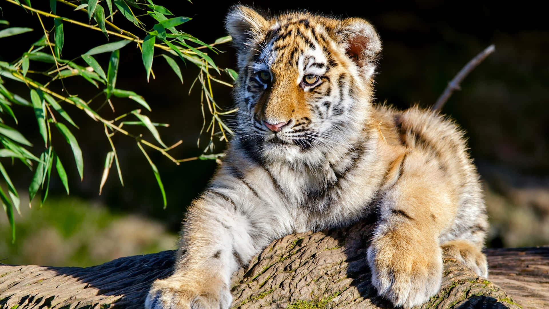 A Tiger Cub Is Sitting On A Log