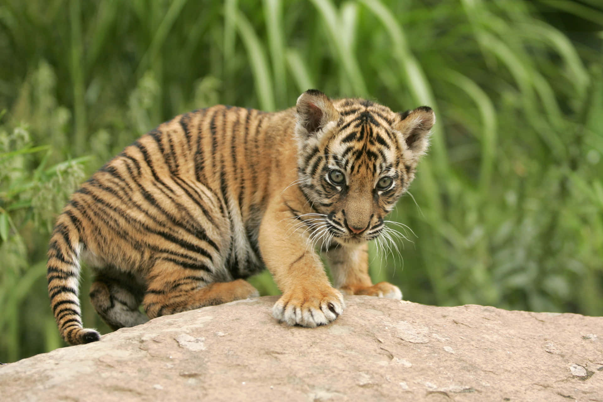 Adorable Baby Tiger Ready to Play