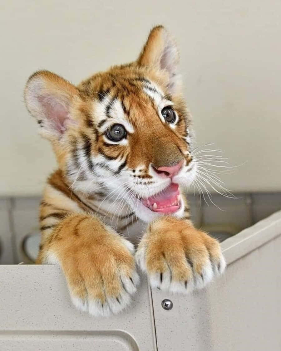 A Baby Tiger Unfurls Its Stripes