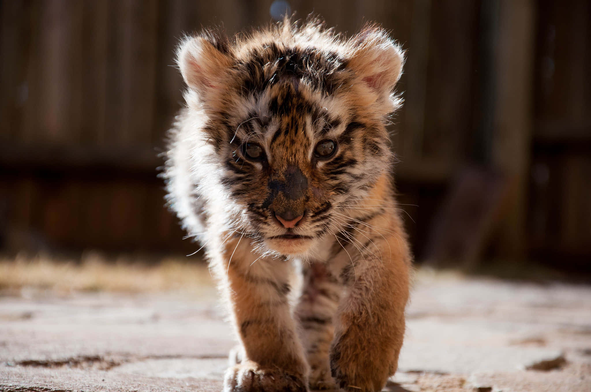 Cute Baby Tiger Sitting on the Ground