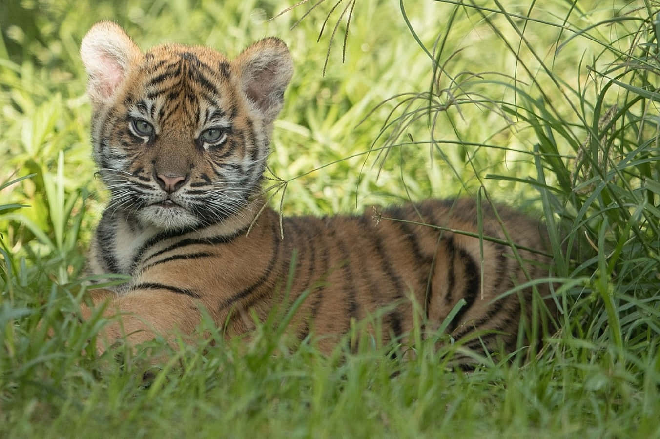 A Baby Tiger Gives an Adorable Look