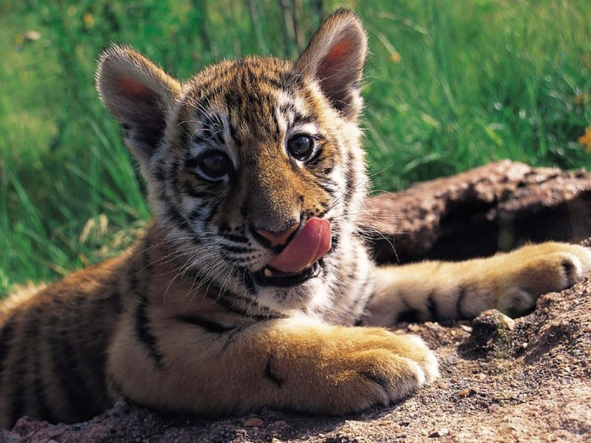 Enbebis Tiger I Sin Naturliga Miljö