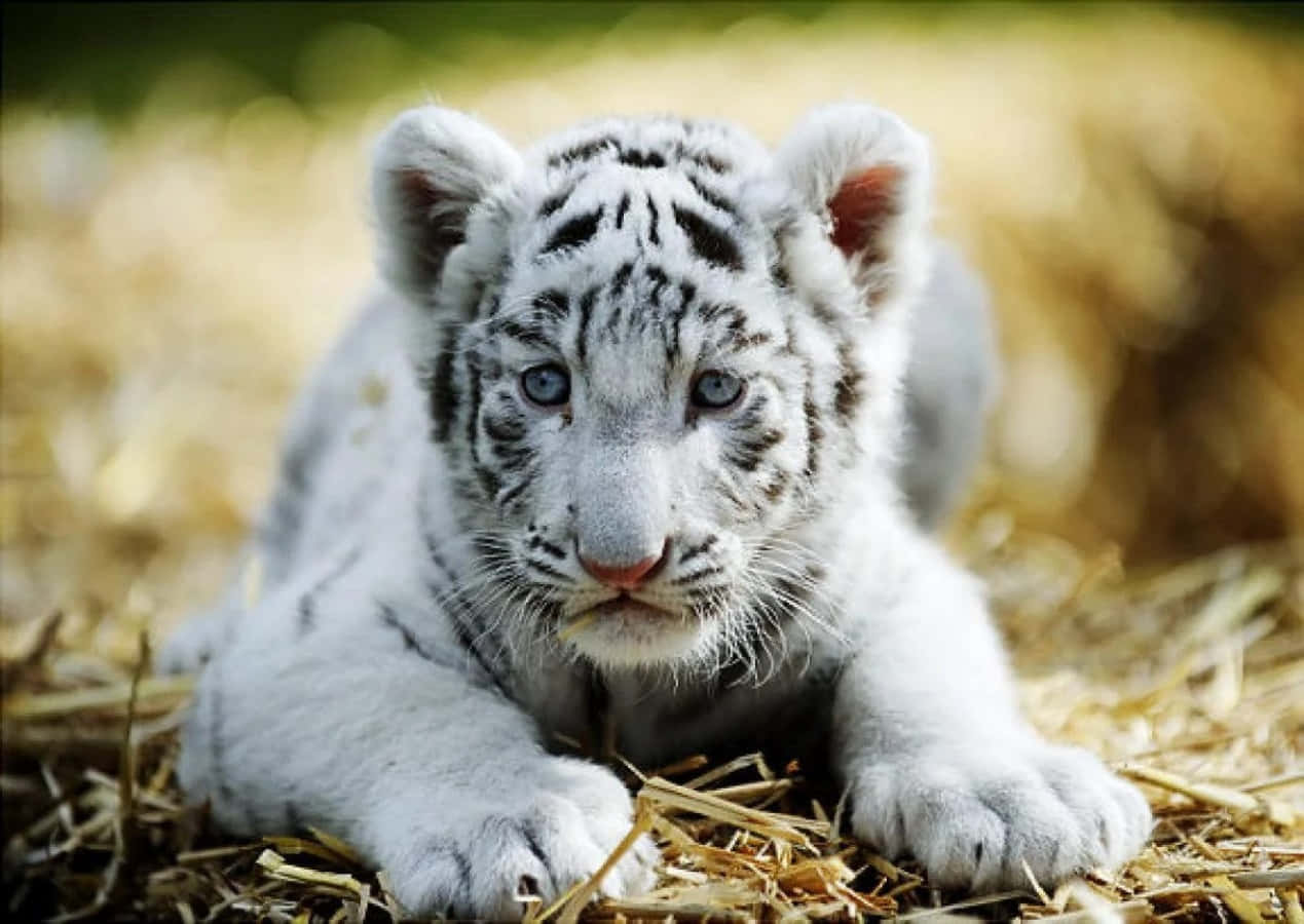 Sweet and Curious Baby Tiger