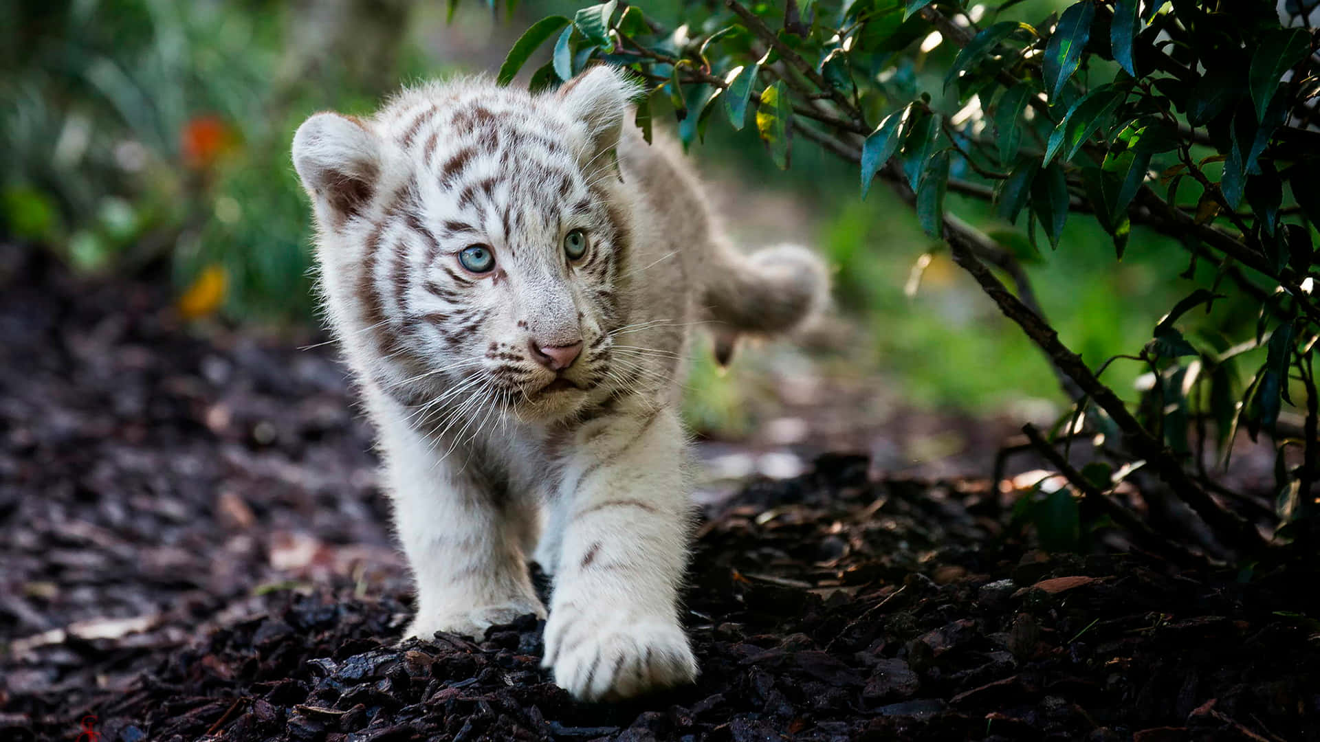 White Tiger Cub Walking Through The Woods