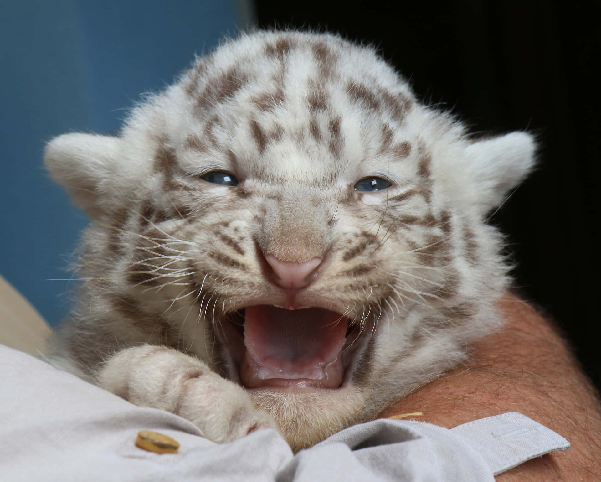 Adorably fierce Baby Tiger smiles widely, giving viewers a glimpse of the wildlife's natural beauty.