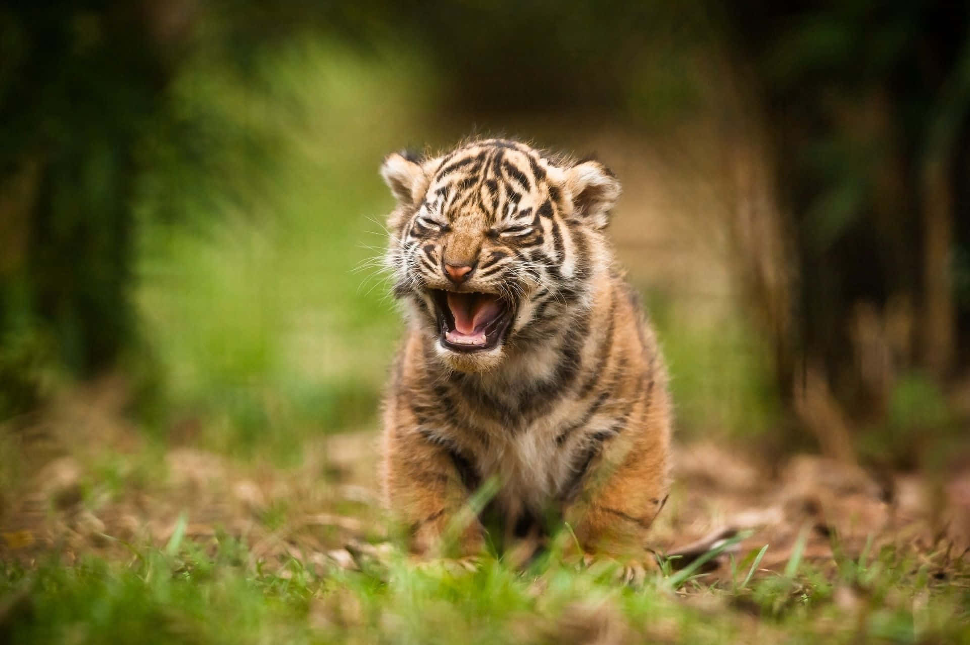 Ungiovane Cucciolo Di Tigre Nel Suo Habitat Naturale