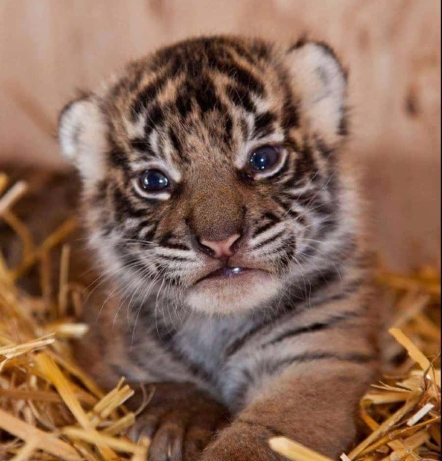 Adorable Baby Tiger