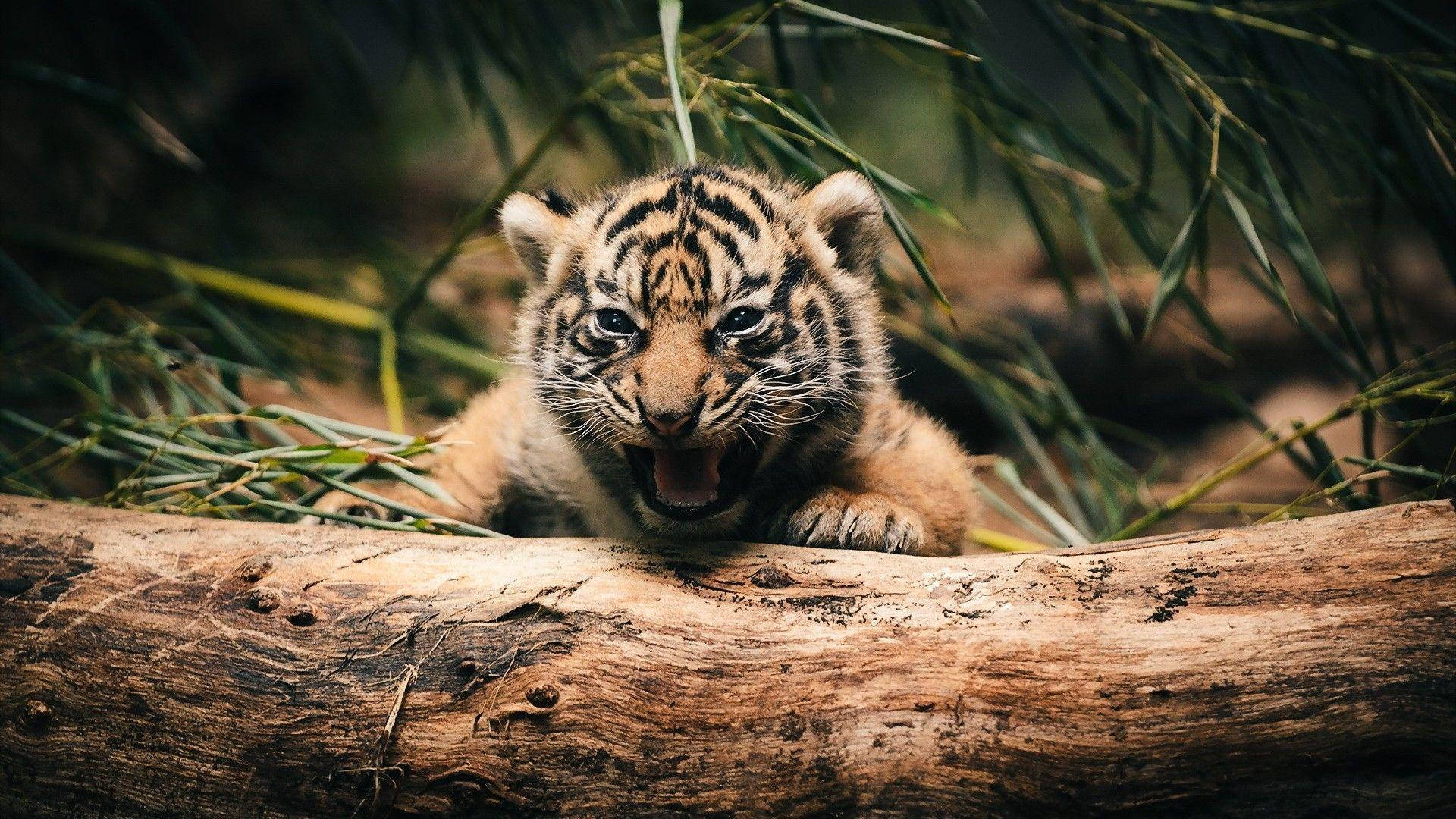 Baby Tiger Roar Wallpaper