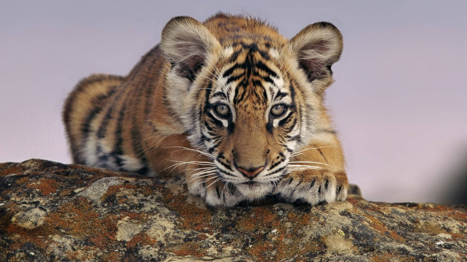 Baby Tiger With Intense Gaze Wallpaper