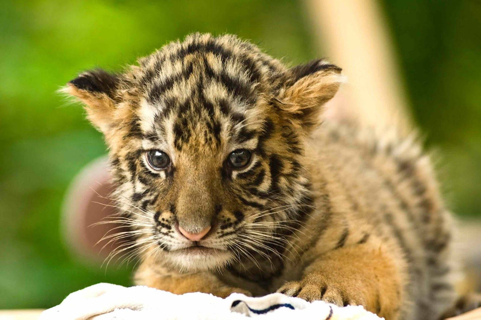 Baby Tiger With White Whiskers Wallpaper