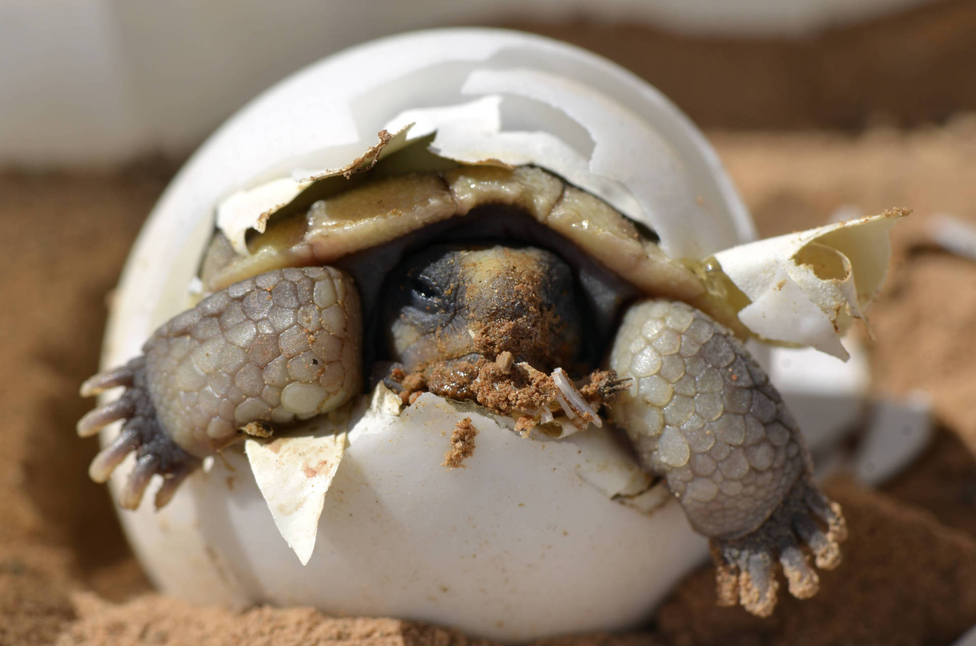 Baby Tortoise Hatching From Its Egg Wallpaper