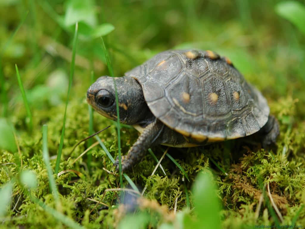 Enbaby Skildpadde, Der Går På Mos I Græsset Wallpaper