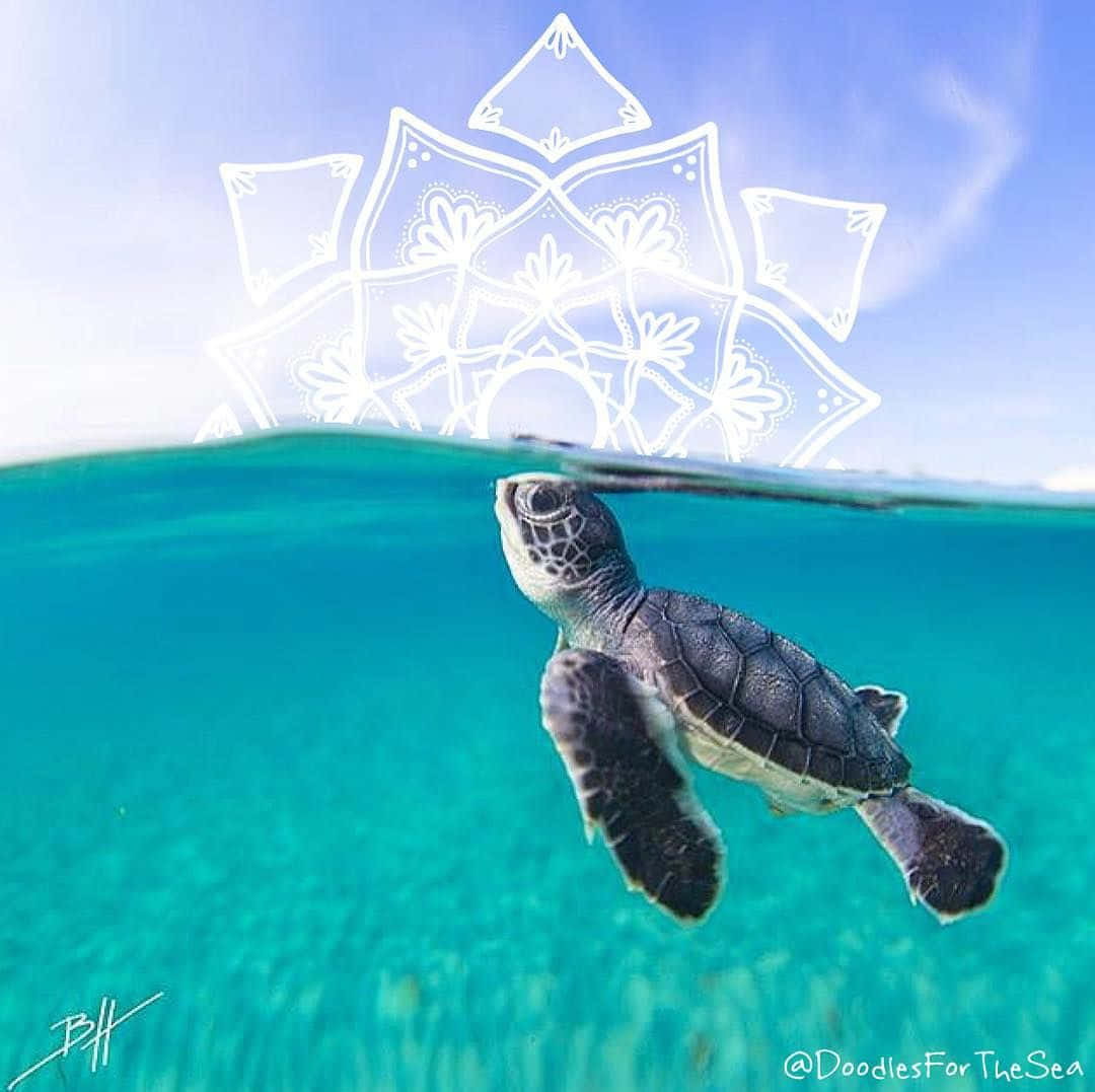 Baby Turtle Swimming Through Clear Blue Water Wallpaper