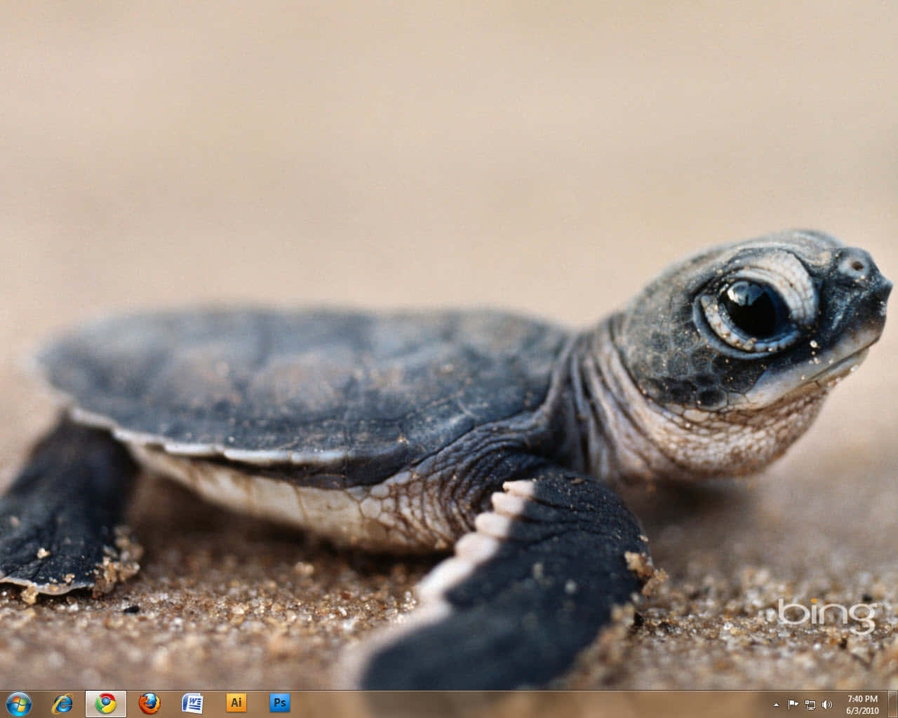 A Baby Turtle Swimming At The Beach Wallpaper
