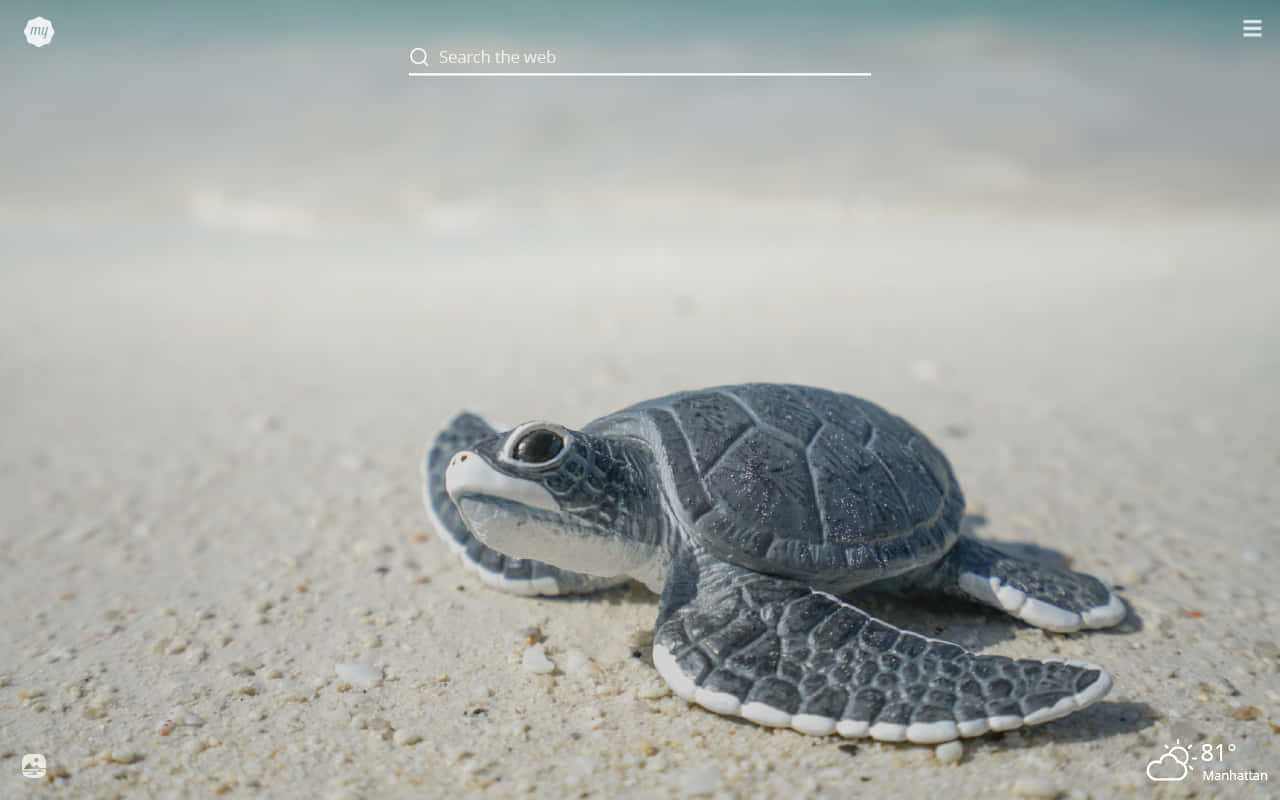 Adorable baby turtle takes a stroll Wallpaper