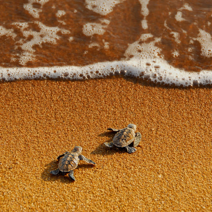 "An Adorable Baby Turtle Exploring Its New World!" Wallpaper