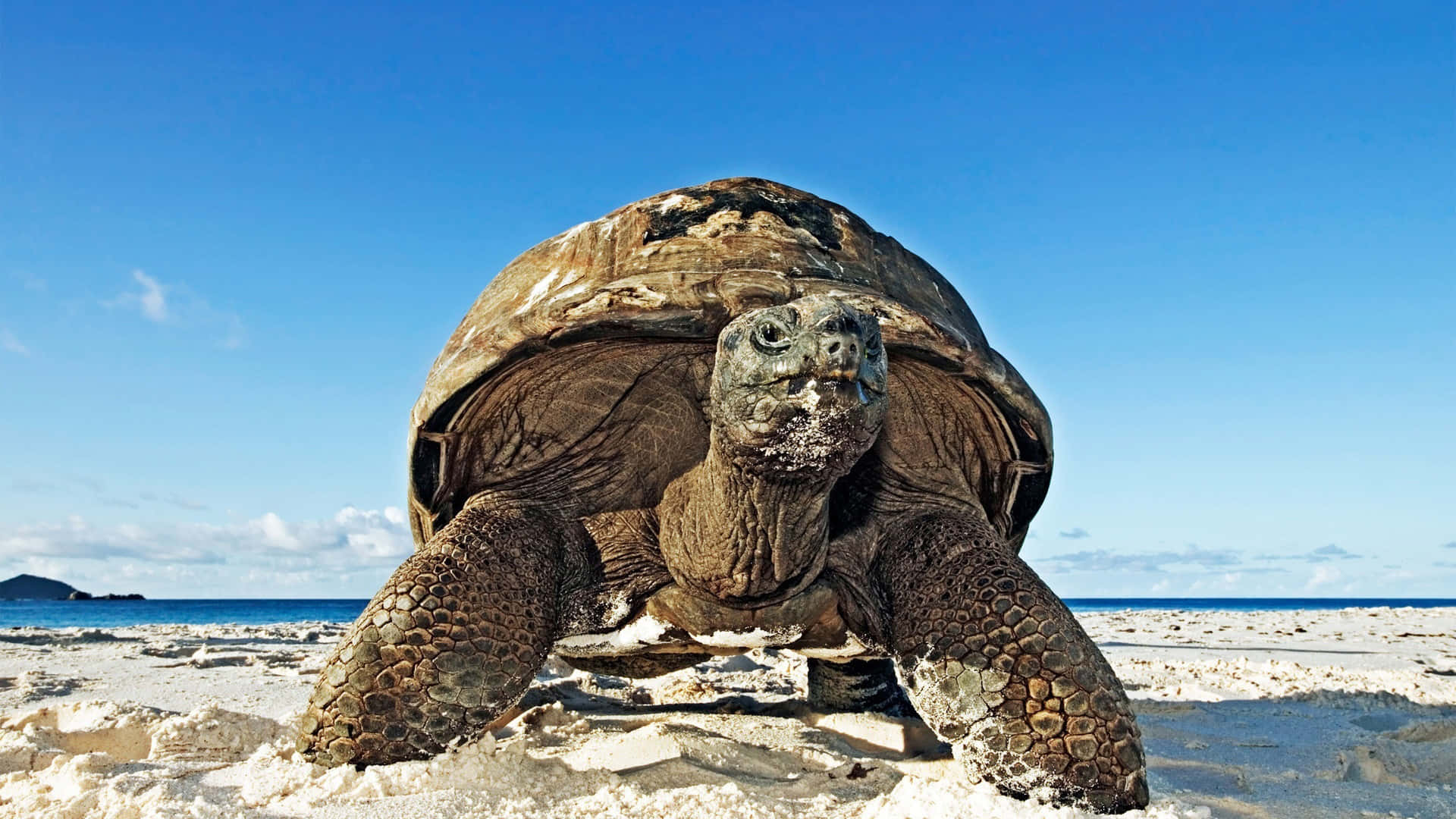 A Large Tortoise Walking On The Beach Wallpaper