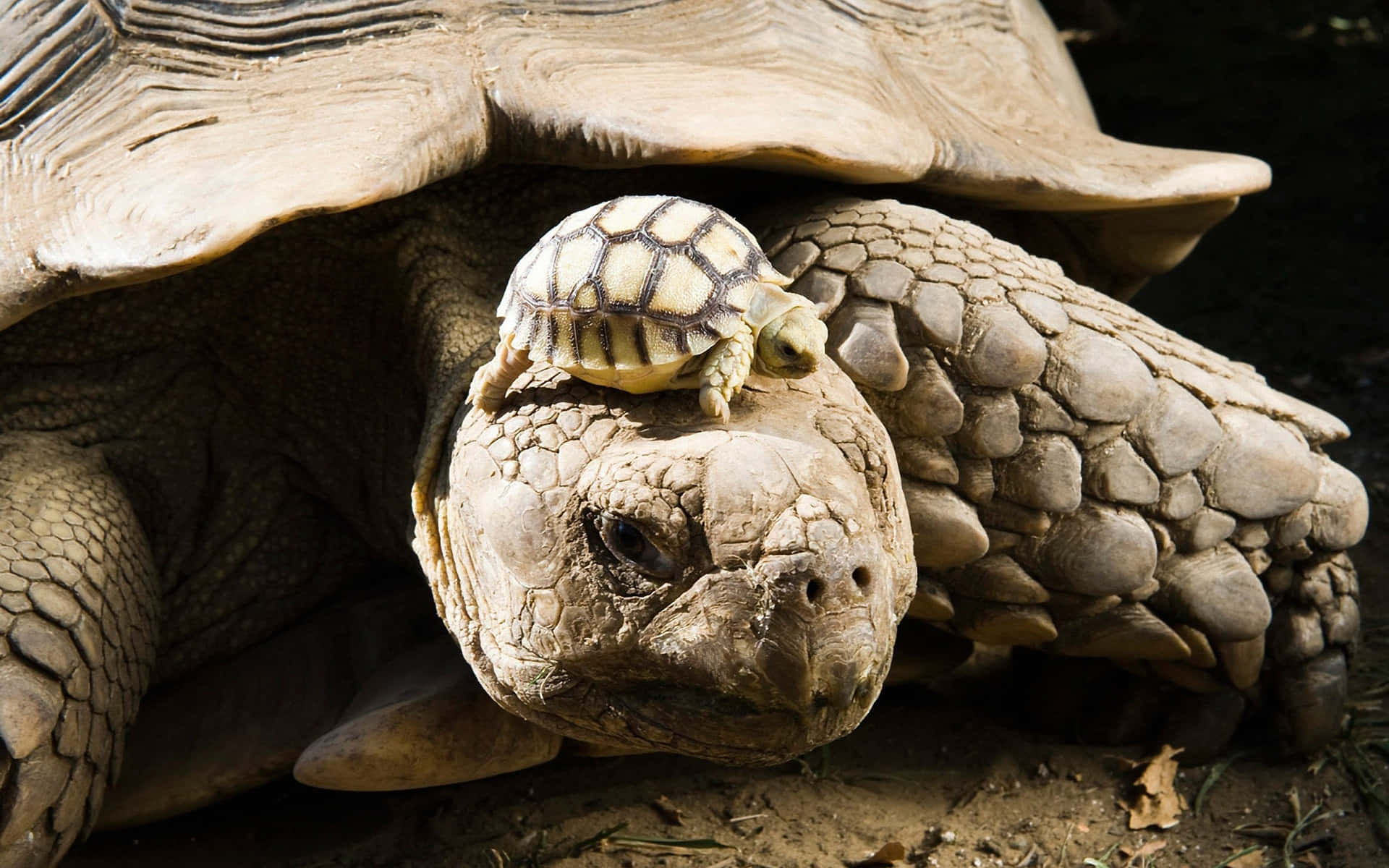 A Tortoise With A Baby On Its Back Wallpaper