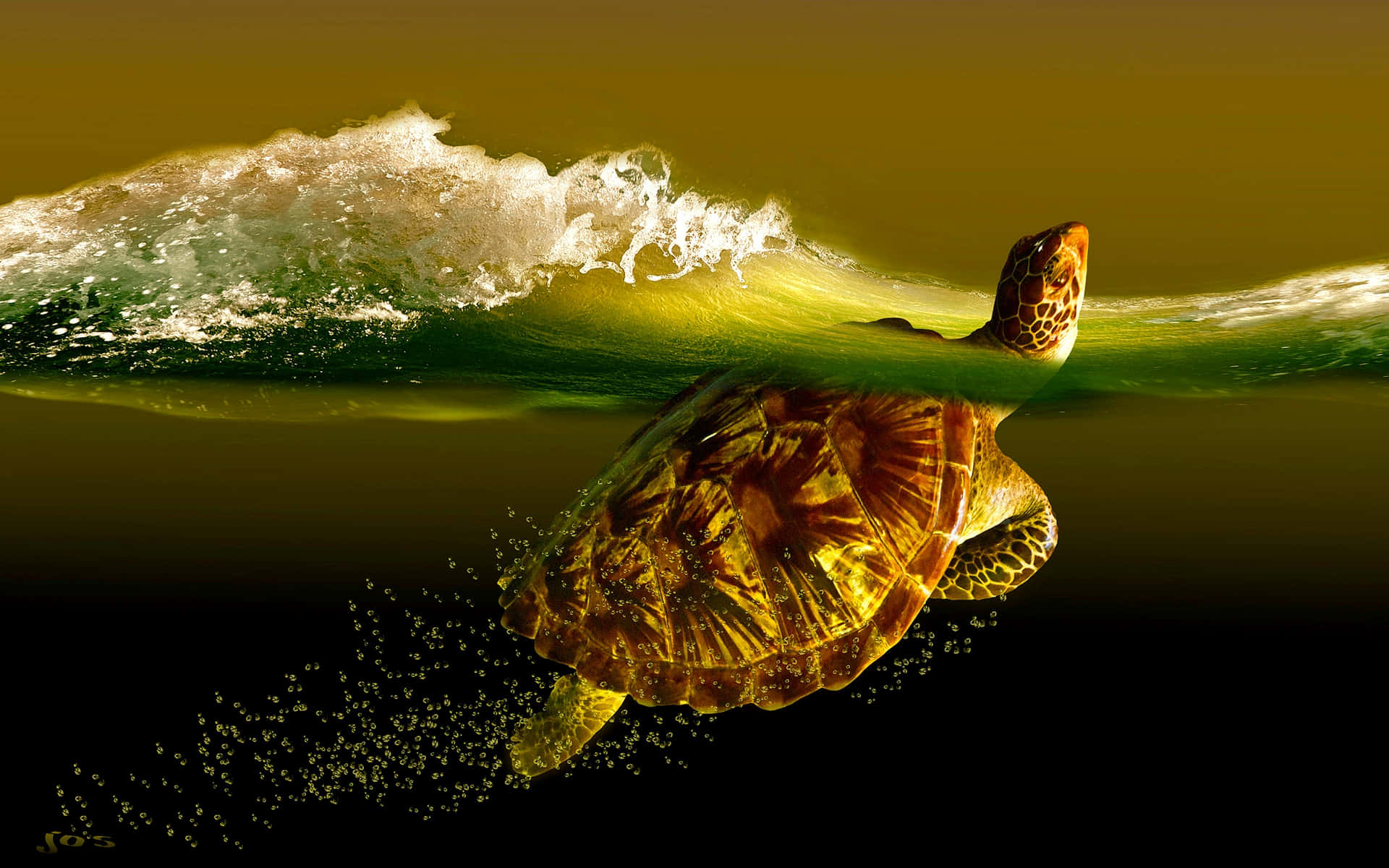 Denneskildpadde Er Klar Til At Tage Verdenen An. Wallpaper
