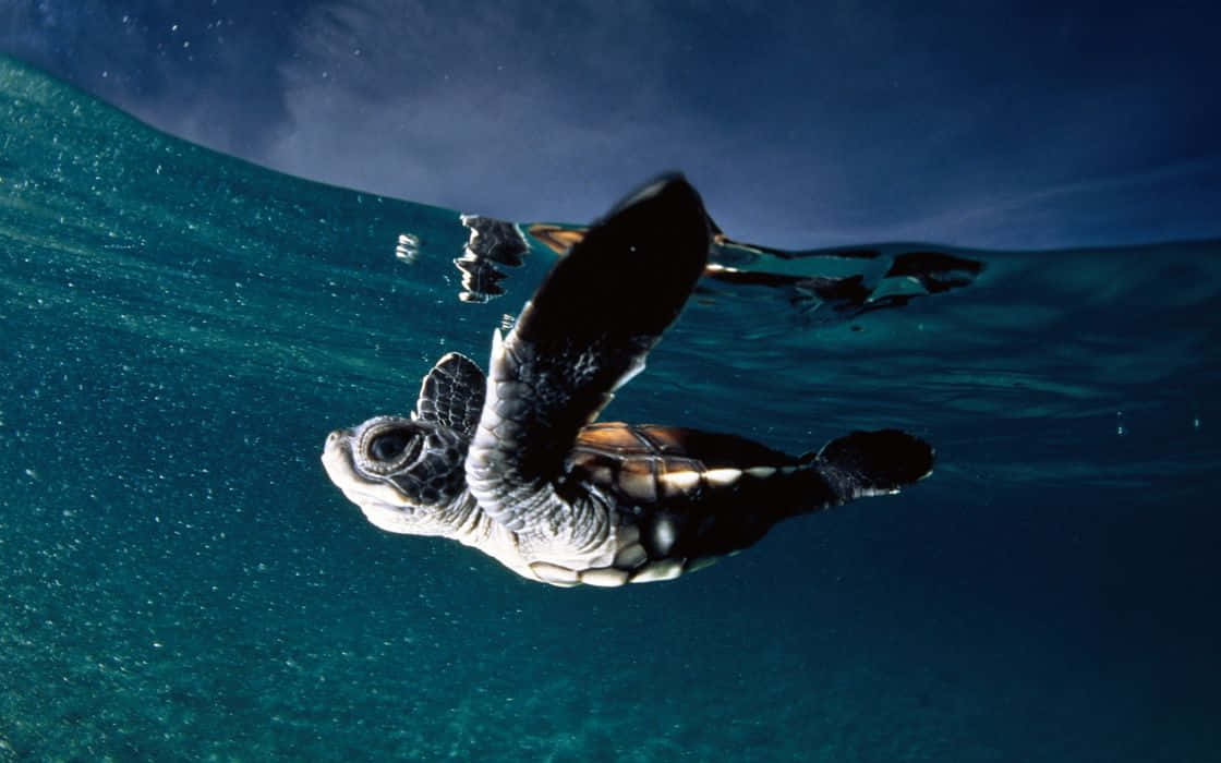 En baby havskildpadde svømmer i havet. Wallpaper