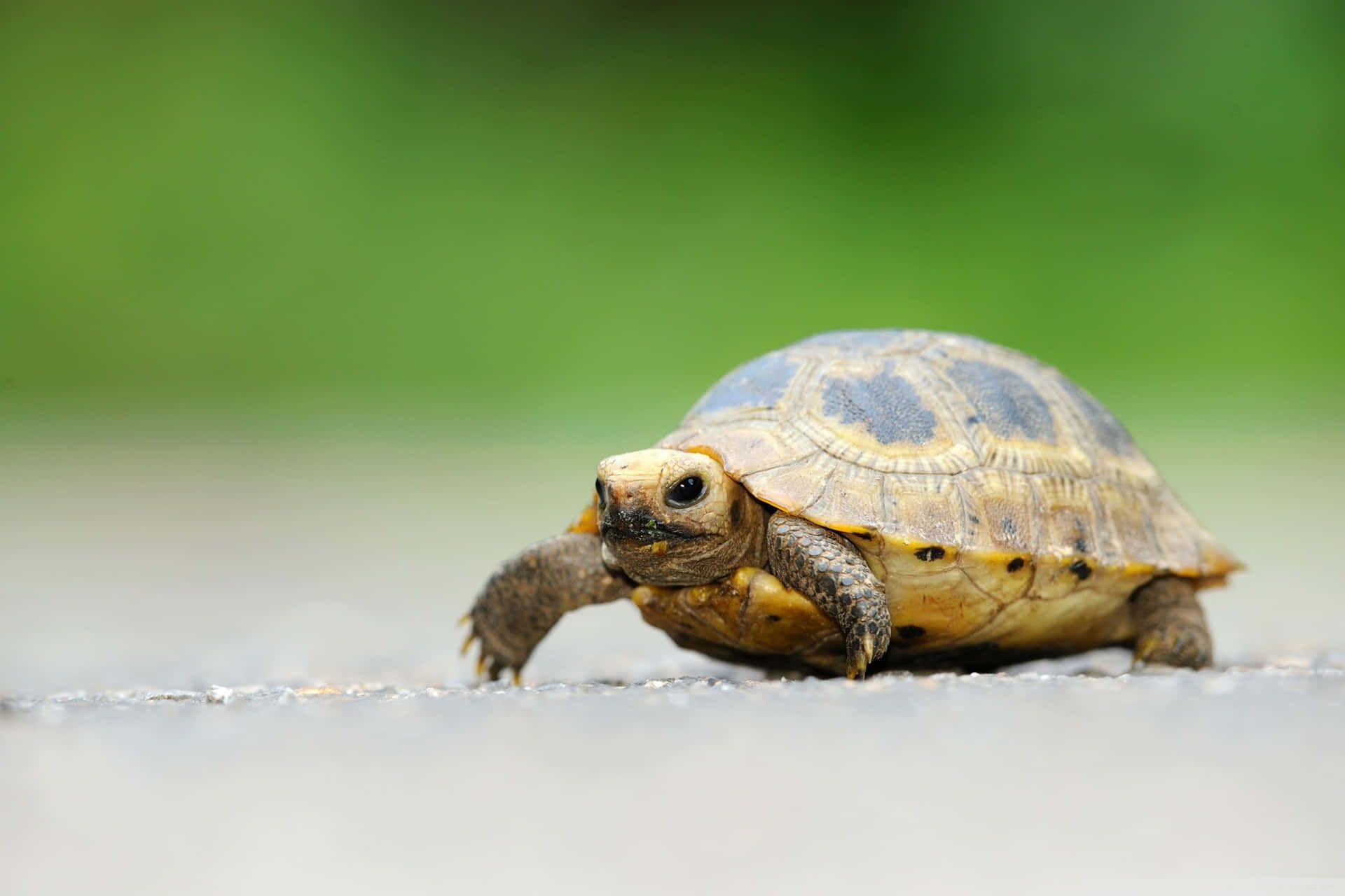 A Small Tortoise Walking Across The Road Wallpaper
