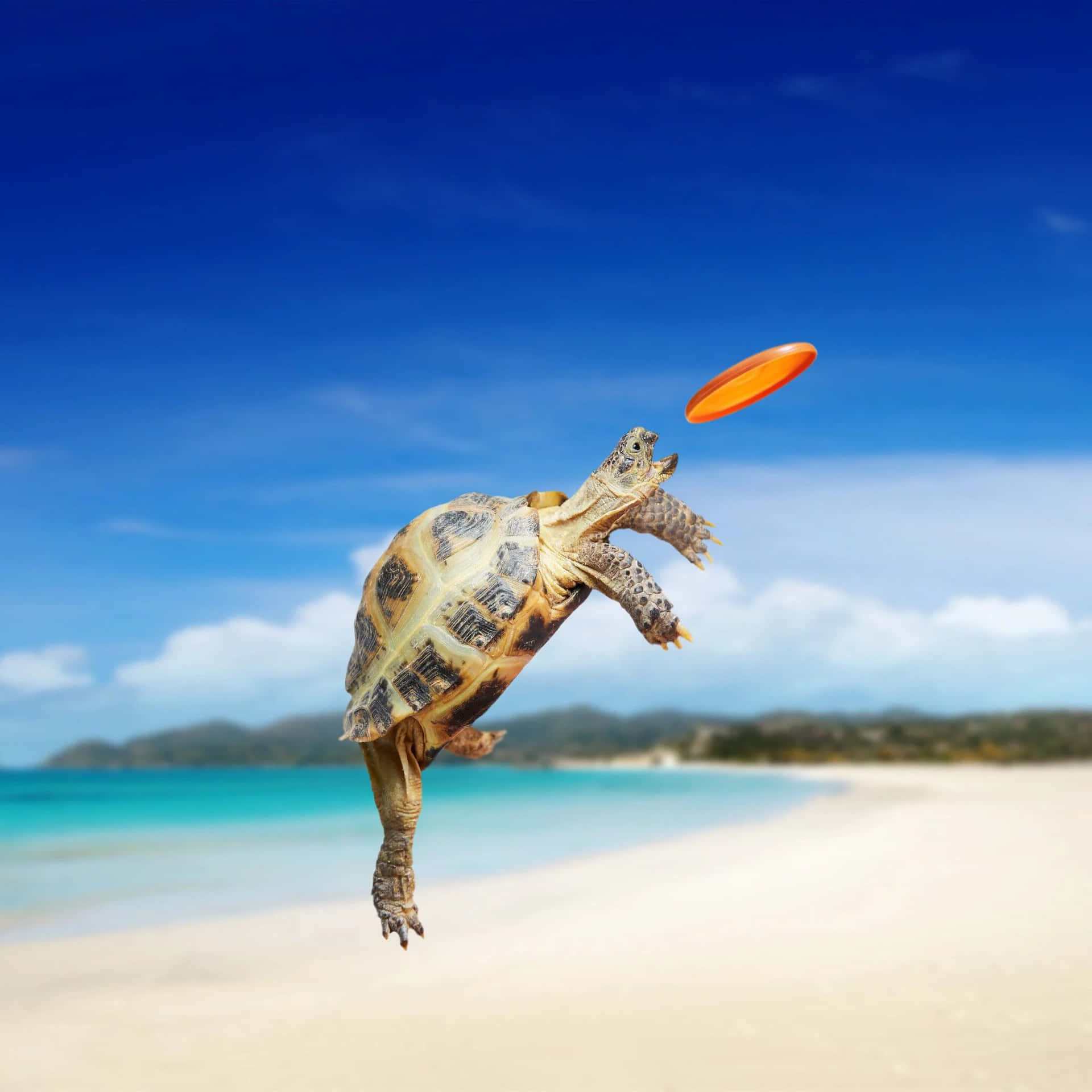 Sødtlille Baby-skildpadde, Der Nyder En Solrig Dag. Wallpaper