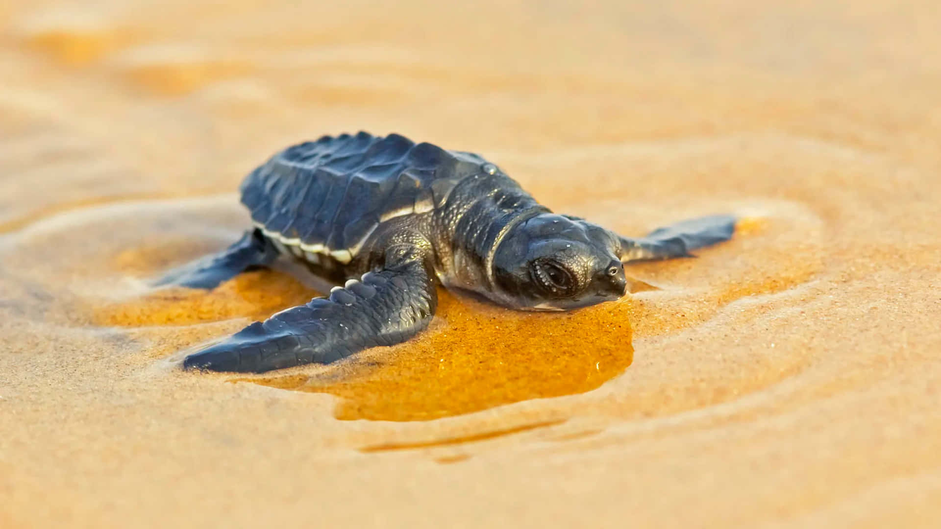 Adorable Baby Turtle på sin rejse tilbage til havet Wallpaper