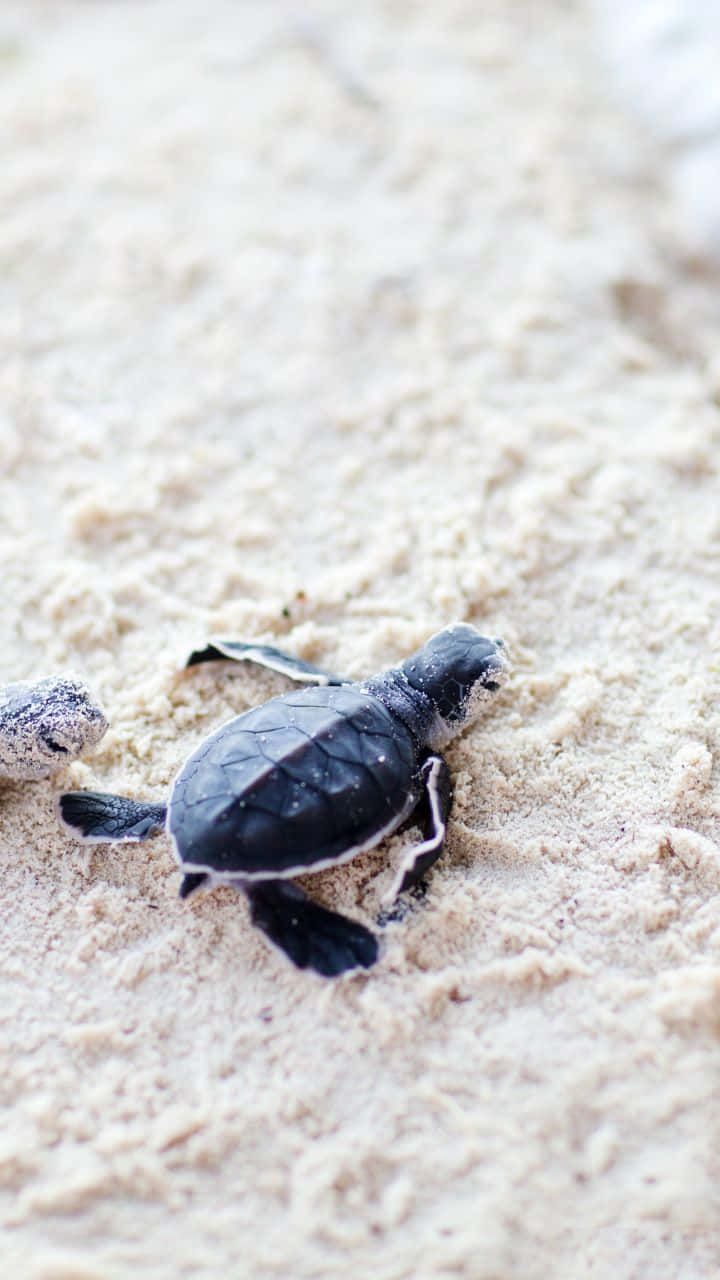 A Cute Baby Turtle Taking a Swim Wallpaper