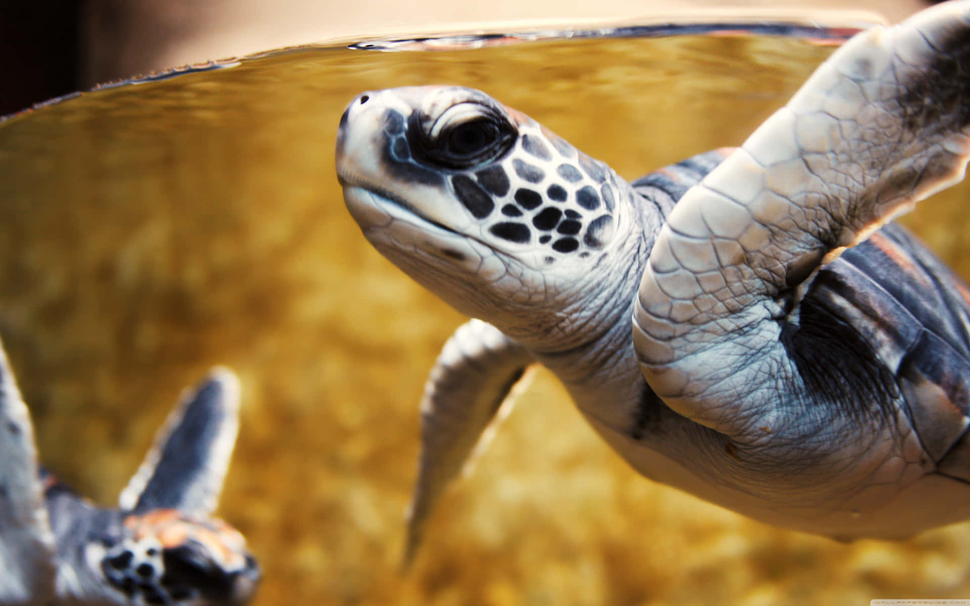 An Adorable Baby Turtle Enjoys The Sun. Wallpaper