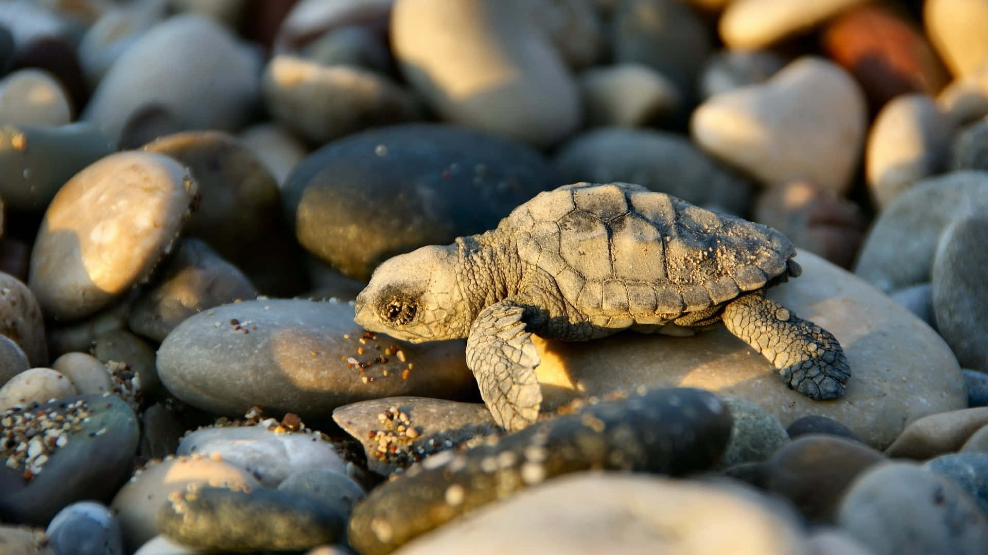 "Look at this adorable baby turtle!". Wallpaper