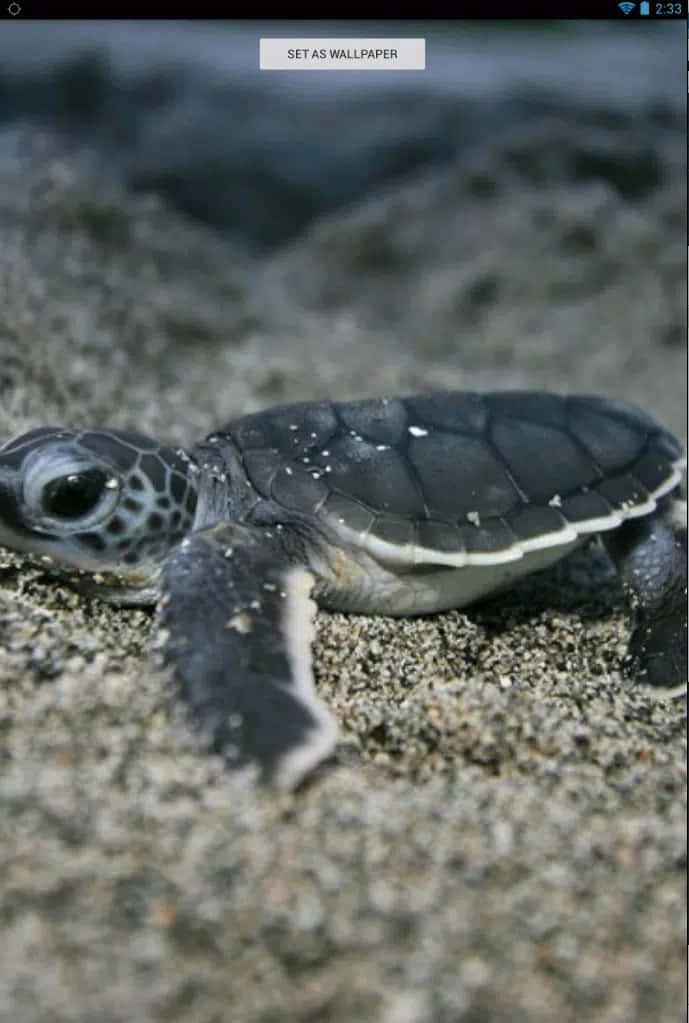 Enbabyhavskildpadde Svømmer I En Smuk Ocean Wallpaper