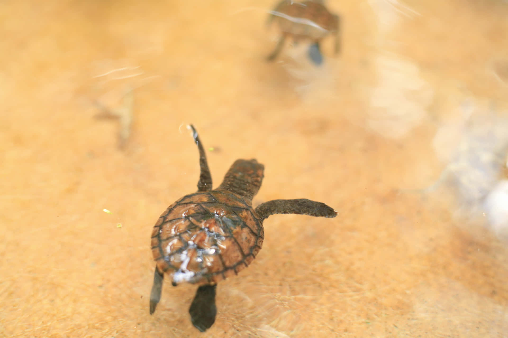 A Little Turtle Taking Its First Steps Wallpaper