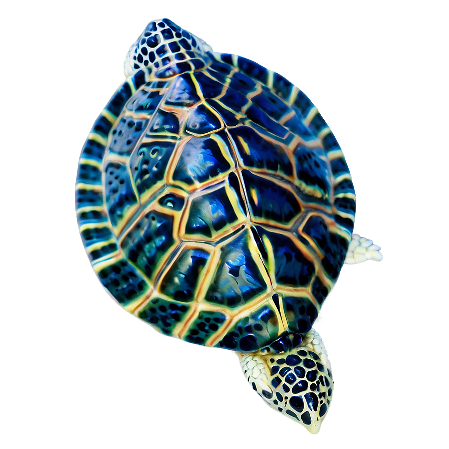 Baby Turtle And Fish Png Kqj24 PNG