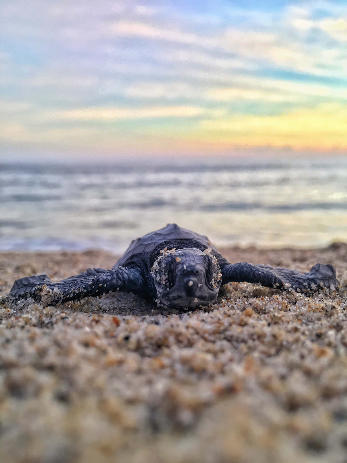 A Baby Sea Turtle Is Laying On The Beach At Sunset Wallpaper