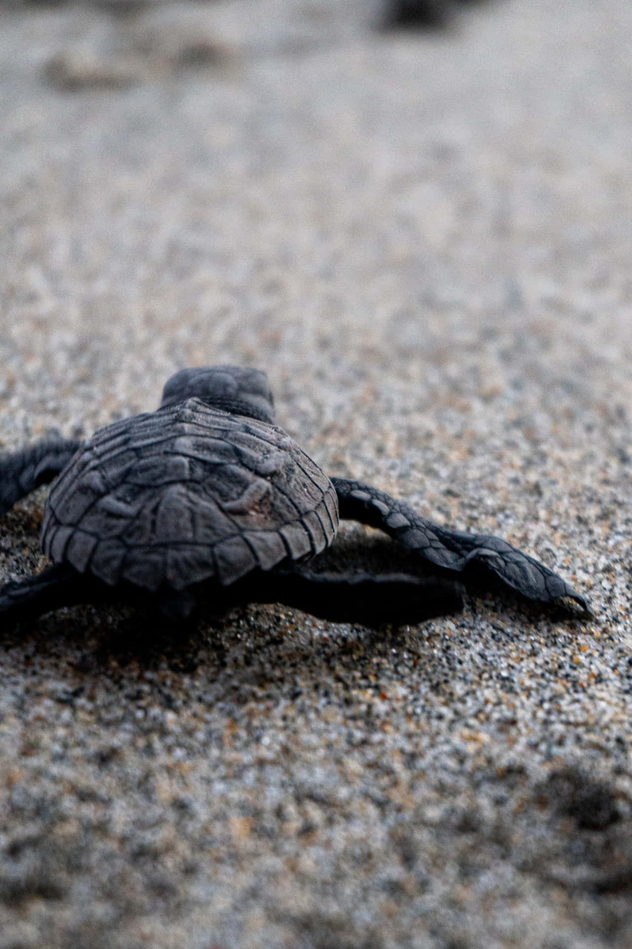 En baby skildpadde går langs stranden Wallpaper