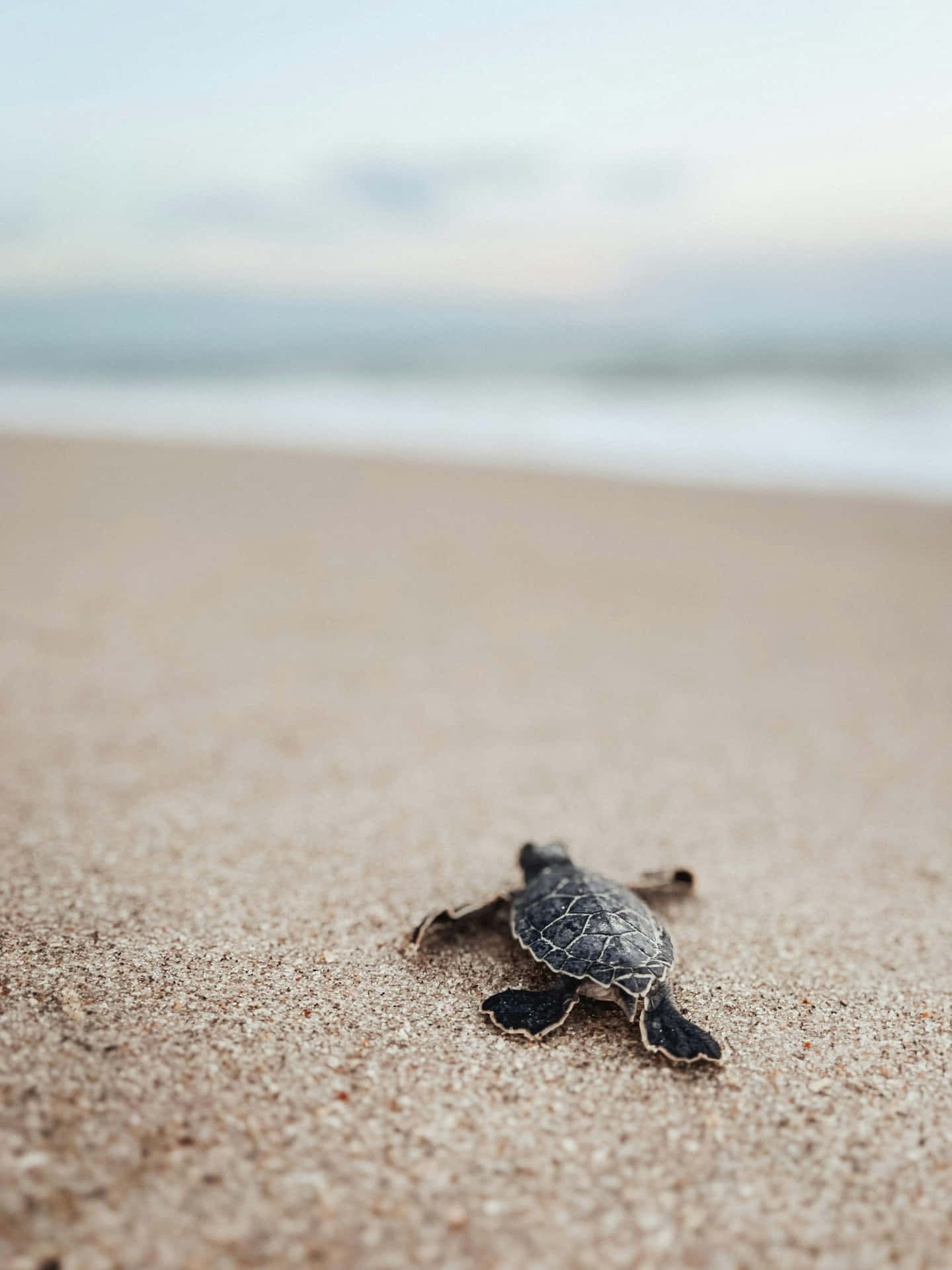 Baby Turtle Journeyto Sea Wallpaper