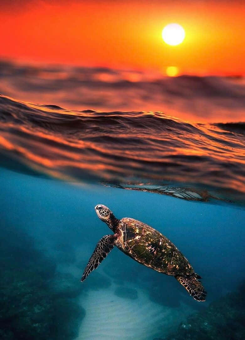 cute baby sea turtle wallpaper