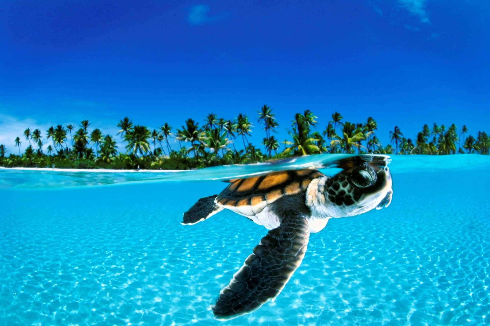Overdreven sødme: En baby skildpadde, der kravler over stranden. Wallpaper
