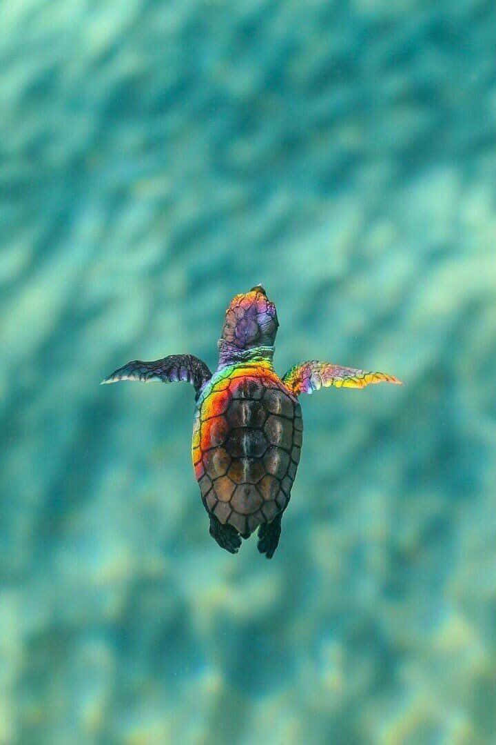 “Sød Baby Skildpadde Finder et Hjem” Wallpaper