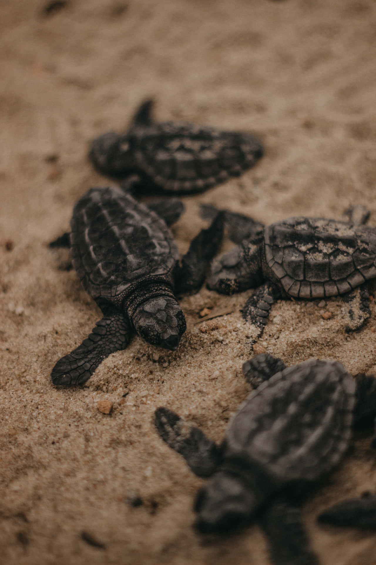 Sød baby skildpadde kravler over sandet Wallpaper