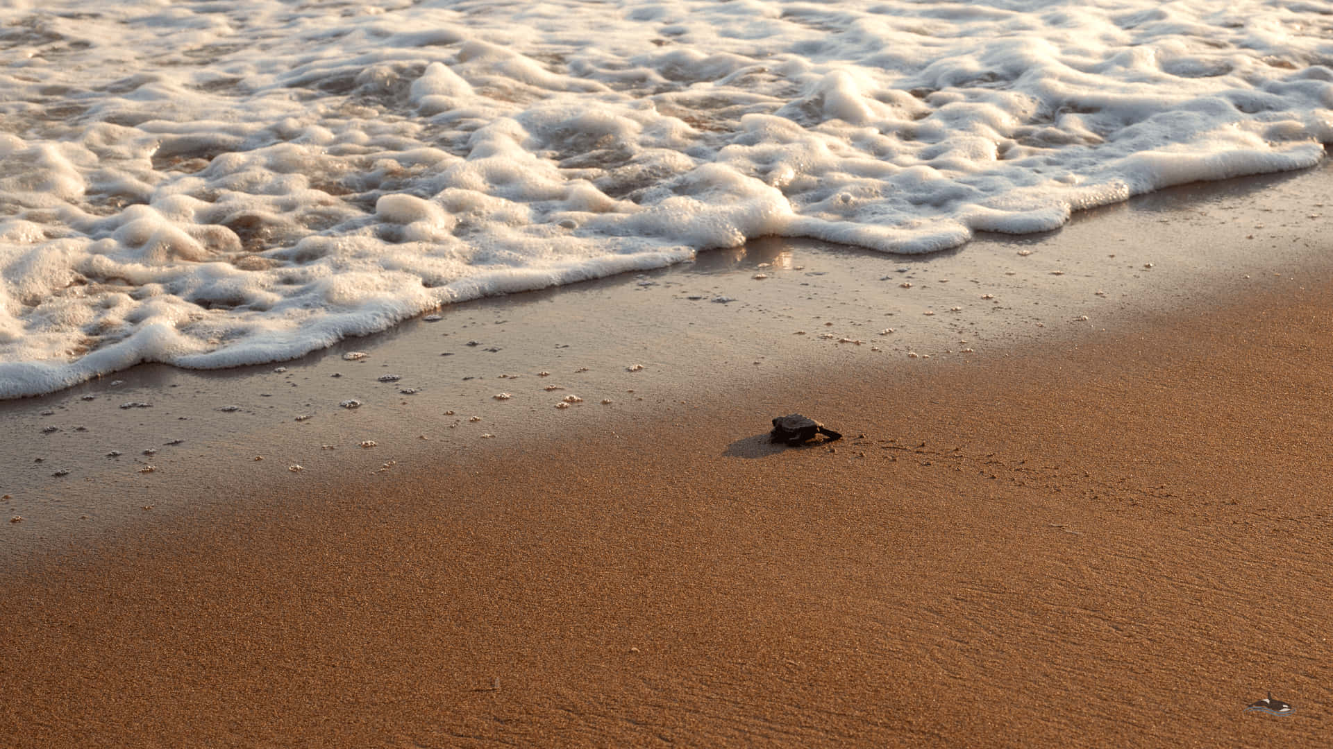 A newborn baby turtle takes its first steps Wallpaper