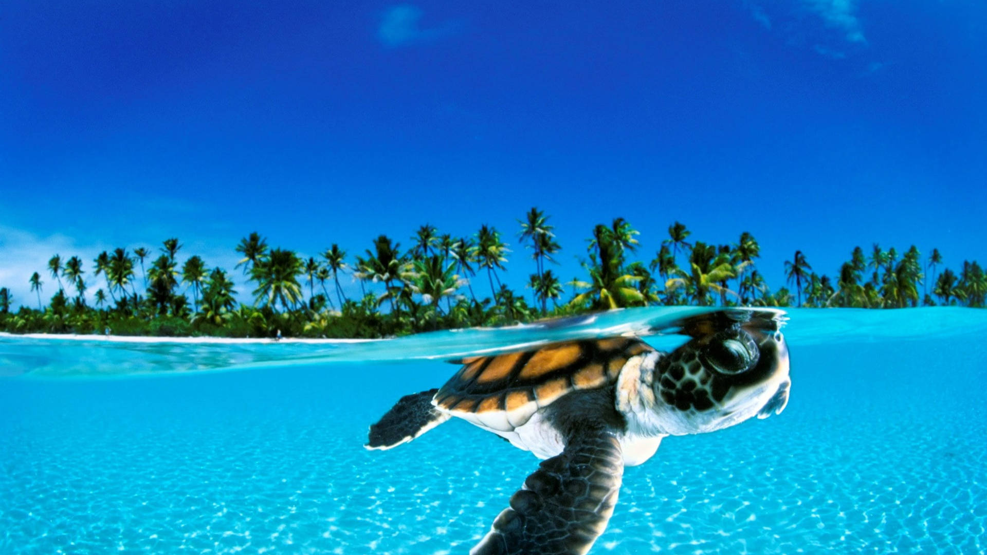 Baby Turtle Swimming In Ocean Wallpaper
