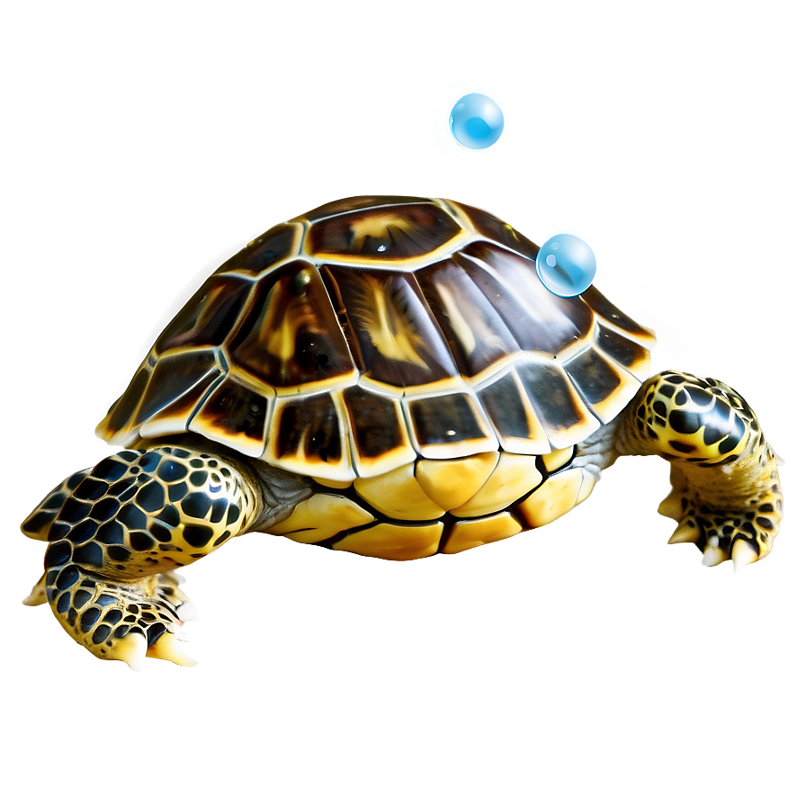 Baby Turtle With Bubble Png Ofy14 PNG